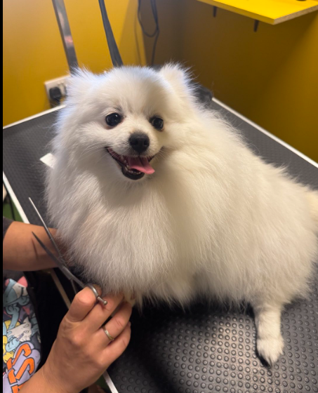 Pet Grooming 4